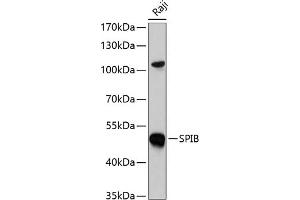 Western blot analysis of extracts of Raji cells, using SPIB antibody  at 1:1000 dilution. (SPIB 抗体  (AA 1-262))