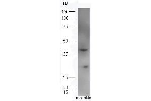 Mouse skin lysates probed with Rabbit Anti-IL34 Polyclonal Antibody, Unconjugated (ABIN2176999) at 1:300 overnight at 4 °C. (IL-34 抗体  (AA 21-100))