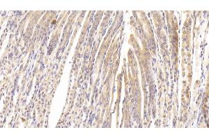 Detection of PTPRB in Mouse Stomach Tissue using Polyclonal Antibody to Protein Tyrosine Phosphatase Receptor Type B (PTPRB) (PTPRB 抗体  (AA 1214-1463))