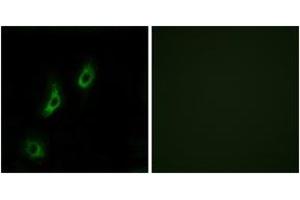 Immunofluorescence analysis of COS7 cells, using OR4L1 Antibody. (OR4L1 抗体  (AA 262-311))