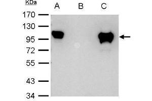 Immunoprecipitation (IP) image for anti-Nuclear Receptor Subfamily 3, Group C, Member 1 (Glucocorticoid Receptor) (NR3C1) (N-Term) antibody (ABIN2854939)