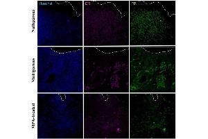 Immunohistochemical detection of progesterone receptor (PR) and estradiol receptor (ER) in the apical region of the endometrium in uteri of nulliparous, multiparous and MPA-treated dogs. (Progesterone Receptor 抗体  (AA 501-600) (AbBy Fluor® 488))