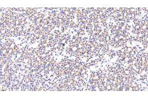 Detection of MFAP5 in Mouse Kidney Tissue using Polyclonal Antibody to Microfibrillar Associated Protein 5 (MFAP5) (MFAP5 抗体  (AA 25-152))