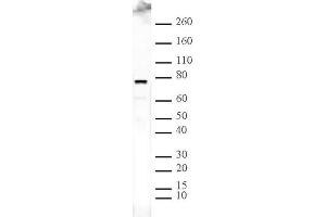 ASH2L pAb tested by Western blot. (ASH2L 抗体)