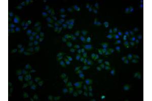 Immunofluorescence staining of Hela cells with ABIN7162877 at 1:100, counter-stained with DAPI. (PCNT 抗体  (AA 250-600))