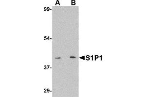 Western Blotting (WB) image for anti-Sphingosine-1-Phosphate Receptor 1 (S1PR1) (C-Term) antibody (ABIN1030634) (S1PR1 抗体  (C-Term))