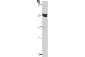 Gel: 8 % SDS-PAGE, Lysate: 40 μg, Lane: 293T cells, Primary antibody: ABIN7189653(ADAMTS15 Antibody) at dilution 1/600, Secondary antibody: Goat anti rabbit IgG at 1/8000 dilution, Exposure time: 30 minutes (ADAMTS15 抗体)