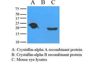Mouse eye extracts and recombinant proteins (Crystallin-alpha A and B) were resolved by electrophoresis, transferred to PVDF membrane and probed with anti-Crystallin alpha A (1:1000). (CRYAA 抗体  (AA 1-173))