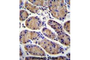 MESDC2 Antibody (C-term) immunohistochemistry analysis in formalin fixed and paraffin embedded human stomach tissue followed by peroxidase conjugation of the secondary antibody and DAB staining. (MESDC2 抗体  (C-Term))