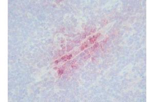 Image no. 3 for anti-Defensin (DEF) antibody (ABIN481654) (Defensin 抗体)