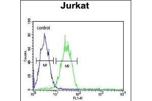 ARGLU1 Antibody (N-term) (ABIN653238 and ABIN2842768) flow cytometric analysis of Jurkat cells (right histogram) compared to a negative control cell (left histogram). (ARGLU1 抗体  (N-Term))
