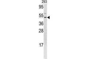Western blot analysis of FLI1 antibody (N-term) in 293 cell line lysates (35 µg/lane). (FLI1 抗体  (N-Term))
