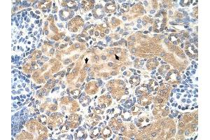 Tetraspanin 5 antibody was used for immunohistochemistry at a concentration of 4-8 ug/ml to stain Epithelial cells of renal tubule (arrows) in Human Kidney. (Tetraspanin 5 抗体  (Middle Region))