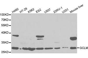 Western Blotting (WB) image for anti-Glutamate-Cysteine Ligase, Modifier Subunit (GCLM) antibody (ABIN1876502) (GCLM 抗体)
