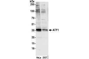 Western Blotting (WB) image for anti-Activating Transcription Factor 1 (AFT1) (AA 1-50) antibody (ABIN7454893)