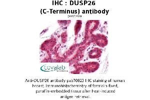 Image no. 1 for anti-Dual Specificity Phosphatase 26 (DUSP26) (C-Term) antibody (ABIN1733811) (DUSP26 抗体  (C-Term))
