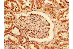 Immunohistochemistry of paraffin-embedded human kidney tissue using ABIN7163119 at dilution of 1:100 (PCTP 抗体  (AA 1-214))