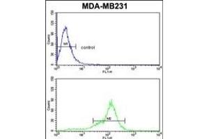 BCL2A1 Antibody (Center) (ABIN650621 and ABIN2846125) flow cytometric analysis of MDA-M cells (bottom histogram) compared to a negative control (top histogram). (BCL2A1 抗体  (AA 53-81))
