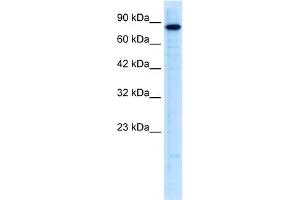 WB Suggested Anti-UHRF2 Antibody Titration:  0. (UHRF2 抗体  (N-Term))