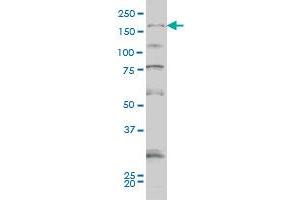 SYNJ1 monoclonal antibody (M01A), clone 1A2 Western Blot analysis of SYNJ1 expression in Hela S3 NE . (Synaptojanin 1 抗体  (AA 1474-1573))