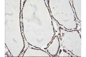 Image no. 7 for anti-NIF3 NGG1 Interacting Factor 3-Like 1 (NIF3L1) antibody (ABIN1496615) (NIF3L1 抗体)