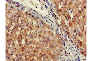 Immunohistochemistry of paraffin-embedded human liver tissue using ABIN7169566 at dilution of 1:100 (SIGLEC7 抗体  (AA 377-467))