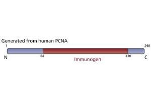 Image no. 3 for anti-Proliferating Cell Nuclear Antigen (PCNA) (AA 68-230) antibody (ABIN968097) (PCNA 抗体  (AA 68-230))