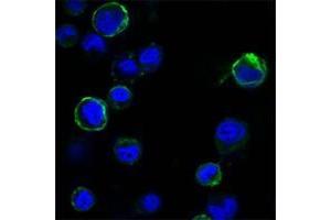 Confocal immunofluorescence analysis of HEK293 cells trasfected with extracellular ROR1 (aa30-406)-hIgGFc using ROR1 antibody (green). (ROR1 抗体  (AA 30-406))