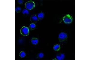 Confocal immunofluorescence analysis of HEK293 cells trasfected with extracellular ROR1 (aa30-406)-hIgGFc using ROR1 antibody (green). (ROR1 抗体  (AA 30-406))