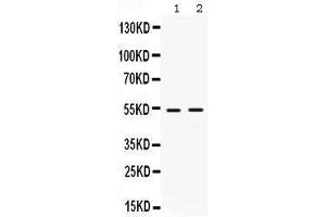 Observed bind size: 53KD (HSF4 抗体  (N-Term))