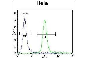 HMFG Antibody (C-term) (ABIN656815 and ABIN2846029) flow cytometric analysis of Hela cells (right histogram) compared to a negative control cell (left histogram). (MFGE8 抗体  (C-Term))