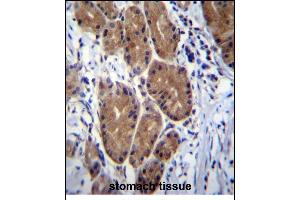 ZCRB1 Antibody (C-term) (ABIN656856 and ABIN2846061) immunohistochemistry analysis in formalin fixed and paraffin embedded human stomach tissue followed by peroxidase conjugation of the secondary antibody and DAB staining. (ZCRB1 抗体  (C-Term))