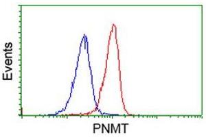 Image no. 1 for anti-Phenylethanolamine N-Methyltransferase (PNMT) antibody (ABIN1500309) (PNMT 抗体)