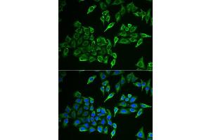 Immunofluorescence analysis of U2OS cells using COX4I1 antibody. (COX IV 抗体  (AA 23-169))