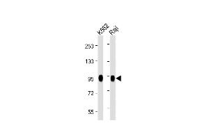 All lanes : Anti-B-RAF Antibody  at 1:2000 dilution Lane 1: K562 whole cell lysate Lane 2: Raji whole cell lysate Lysates/proteins at 20 μg per lane.