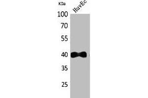 Western Blot analysis of HuvEc cells using IL-8Rβ Polyclonal Antibody. (CXCR2 抗体  (N-Term))