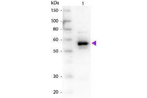 Western Blot of Goat anti-Alpha-1-Anti-Trypsin antibody. (Alpha1 -Trypsin 抗体)