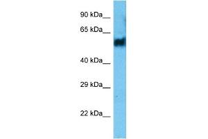 Host:  Rabbit  Target Name:  PELI2  Sample Type:  THP-1 Whole Cell  Antibody Dilution:  1.