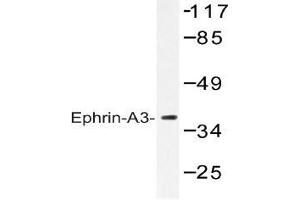 Western blot (WB) analysis of Ephrin-A3 antibody in extracts from HepG2 cells. (Ephrin A3 抗体)