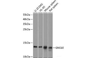 Western blot analysis of extracts of various cell lines using GNG10 Polyclonal Antibody at dilution of 1:1000. (GNG10 抗体)