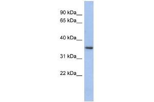 PEX7 antibody used at 1 ug/ml to detect target protein. (PEX7 抗体  (N-Term))