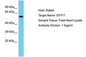 Image no. 1 for anti-Synaptotagmin XVII (SYT17) (AA 234-283) antibody (ABIN6750614) (SYT17 抗体  (AA 234-283))