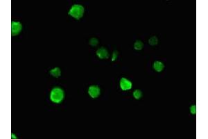 Immunofluorescence (IF) image for anti-Nucleoporin 85kDa (NUP85) (AA 201-500) antibody (ABIN7161824)