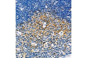 Immunohistochemistry of paraffin embedded mouse lymph node using CD39L4 (ABIN7073800) at dilution of 1:650 (460x lens) (ENTPD5 抗体)