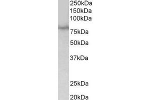 Western Blotting (WB) image for anti-Single-Minded Homolog 1 (SIM1) (AA 545-556) antibody (ABIN1104289) (SIM1 抗体  (AA 545-556))