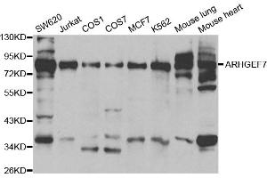 Western blot analysis of extracts of various cell lines, using ARHGEF7 antibody. (ARHGEF7 抗体)