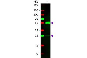 Western blot of Rhodamine conjugated Rabbit Fab Anti-Human IgG secondary antibody. (兔 anti-人 IgG (Heavy & Light Chain) Antibody (TRITC) - Preadsorbed)