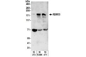 Western Blotting (WB) image for anti-RNA Binding Motif Protein 33 (RBM33) (AA 1-50) antibody (ABIN7450642) (RBM33 抗体  (AA 1-50))