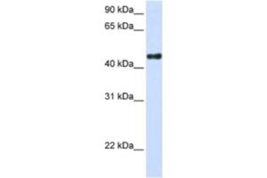 Western Blotting (WB) image for anti-Transcription Factor CP2-Like 1 (TFCP2L1) antibody (ABIN2460317) (TFCP2L1 抗体)