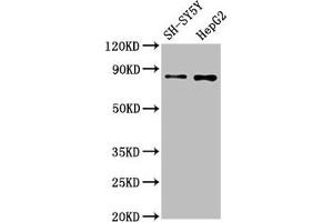 Western Blot Positive WB detected in: SH-SY5Y whole cell lysate, HepG2 whole cell lysate All lanes: GOLM1 antibody at 1. (Recombinant GOLM1 抗体)